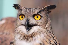 Wise Owl Rally 2025 12th-14th September